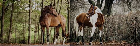 EquiCrown Canada (@equicrowncanada) .